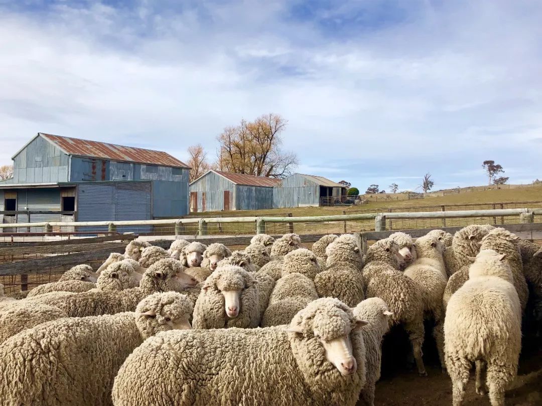 淺析涼爽羊毛西服面料 淺析涼爽羊毛西服面料